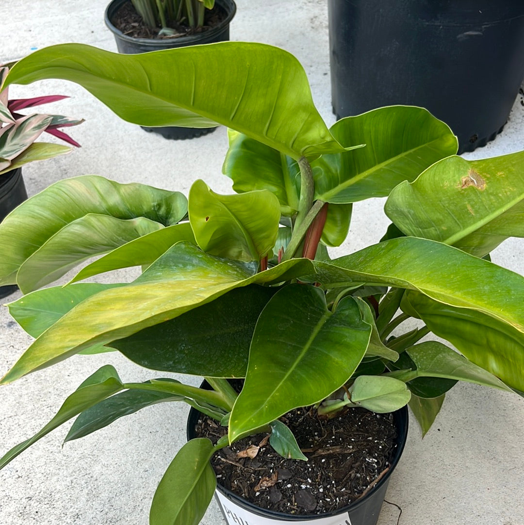 PHILODENDRON