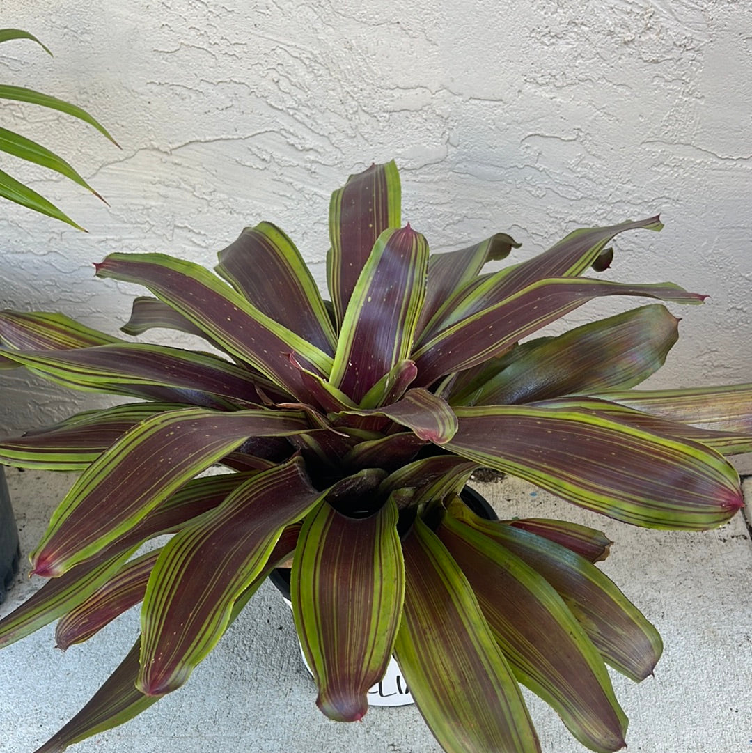 BLUSHING BROMELIAD