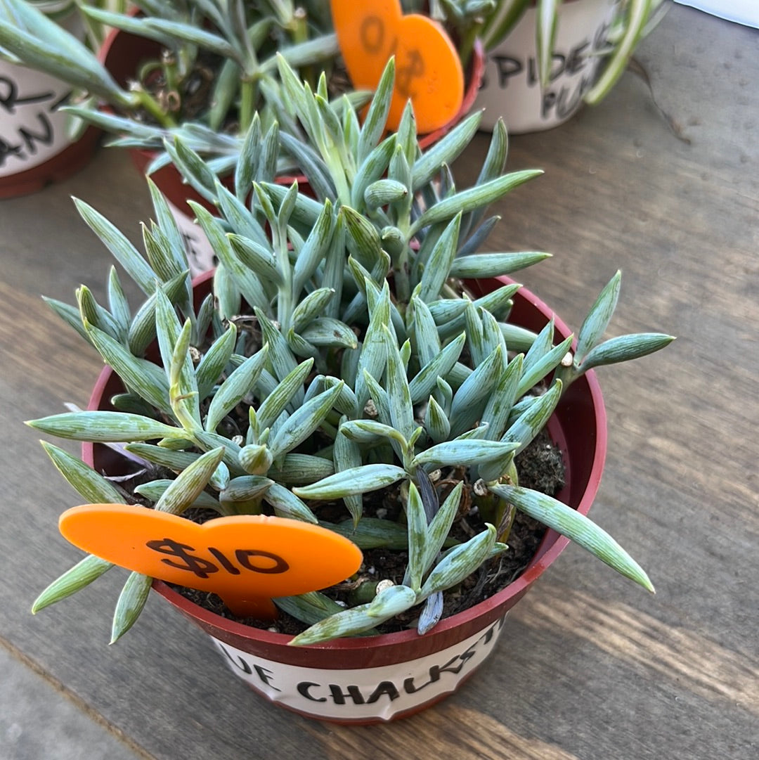 BLUE CHALKSTICK