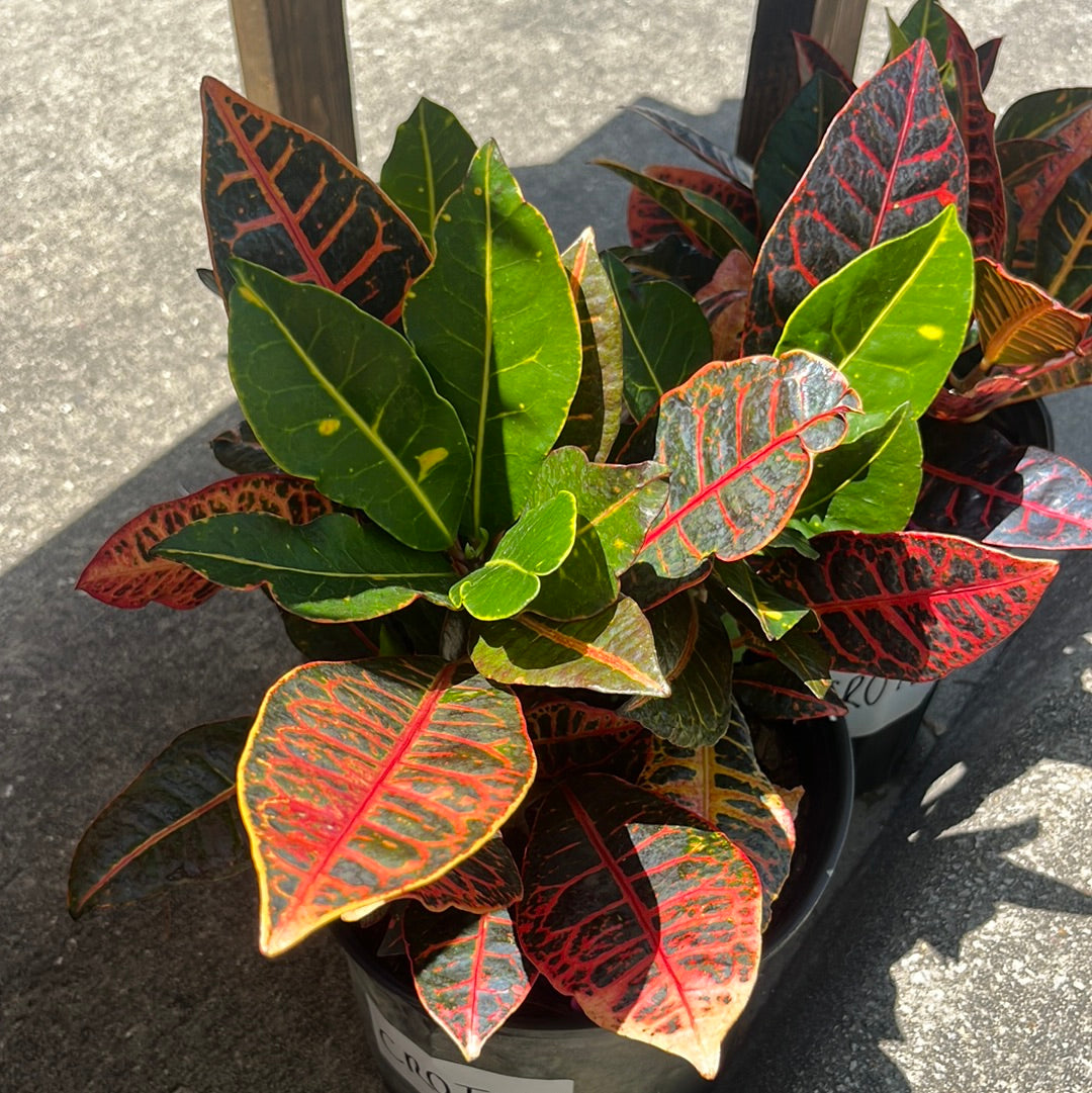 CROTON