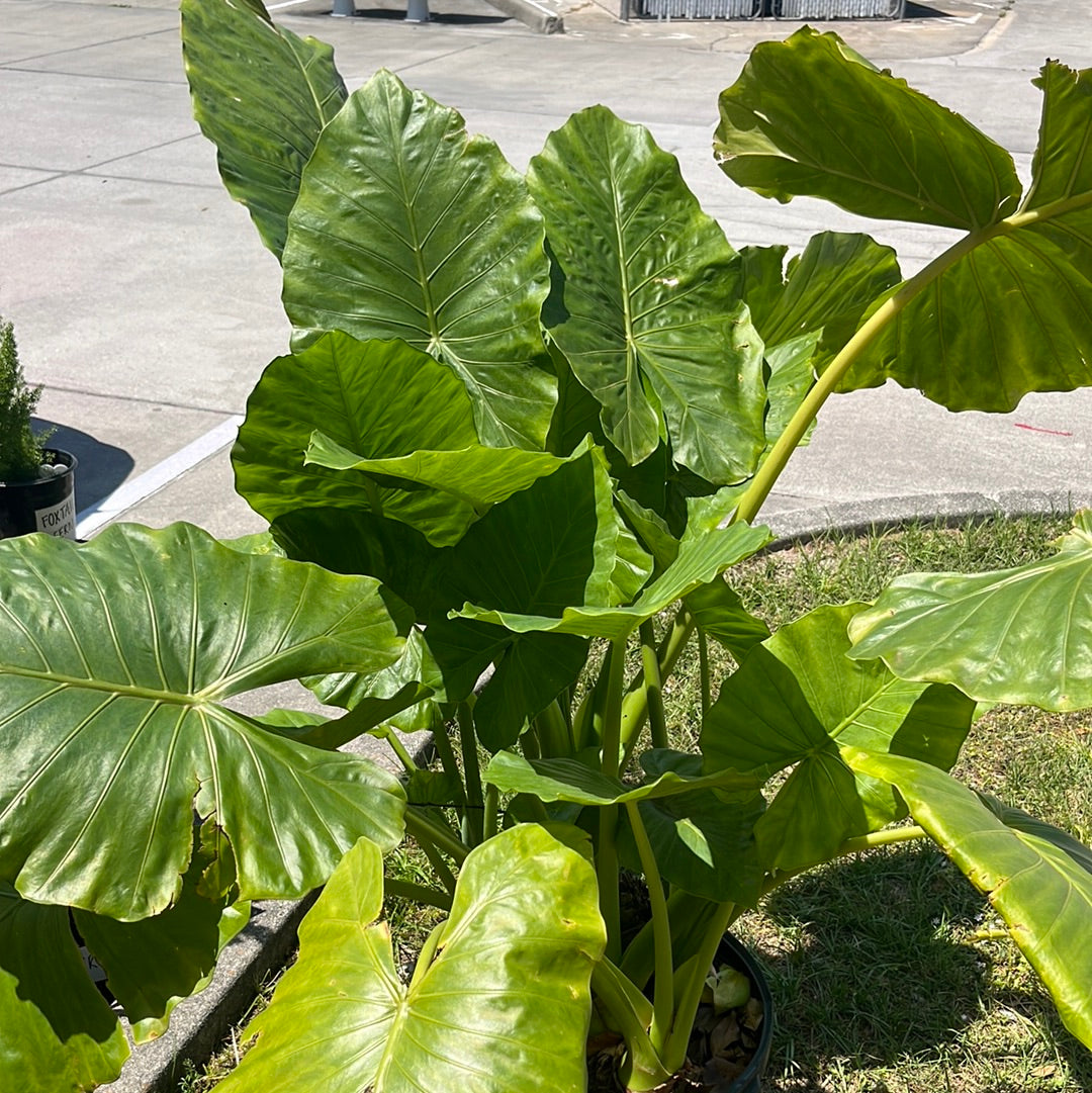 ELEPHANT EAR