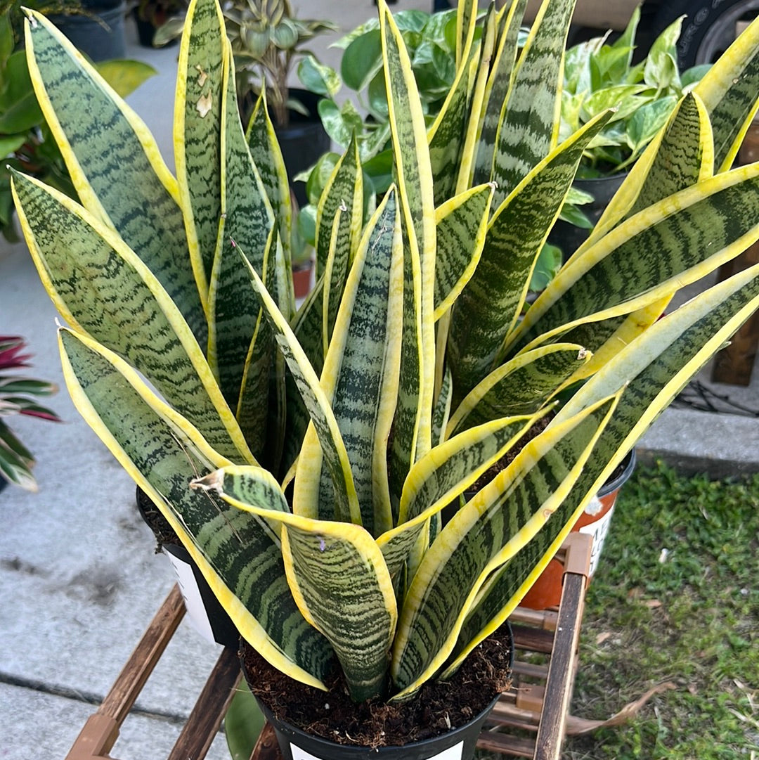 shop snake plant SNAKE PLANT – BUDDS BUS SHOP