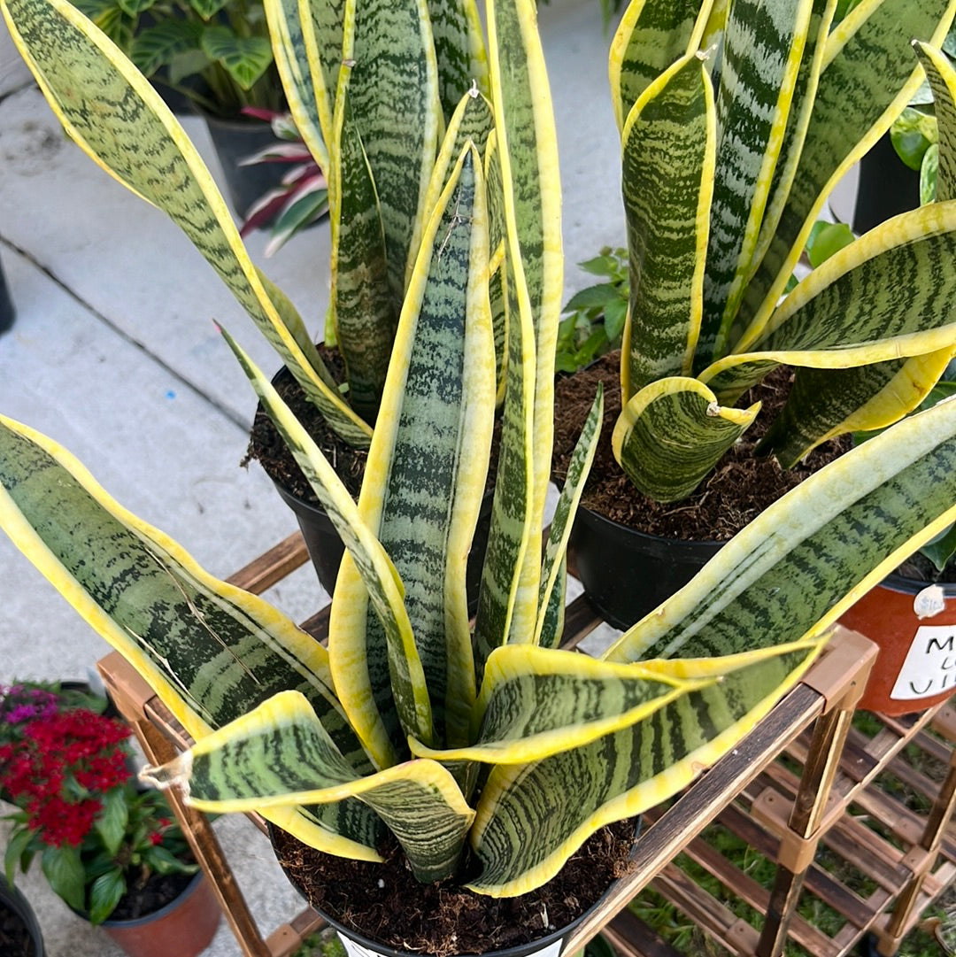 SNAKE PLANT