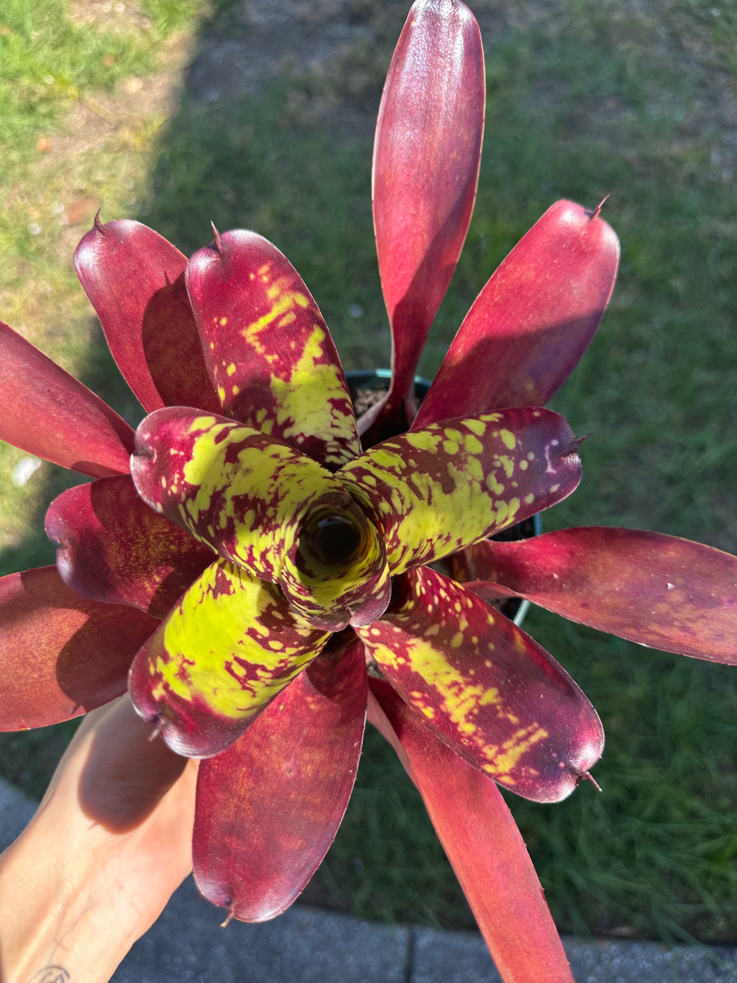 BLUSHING BROMELIAD