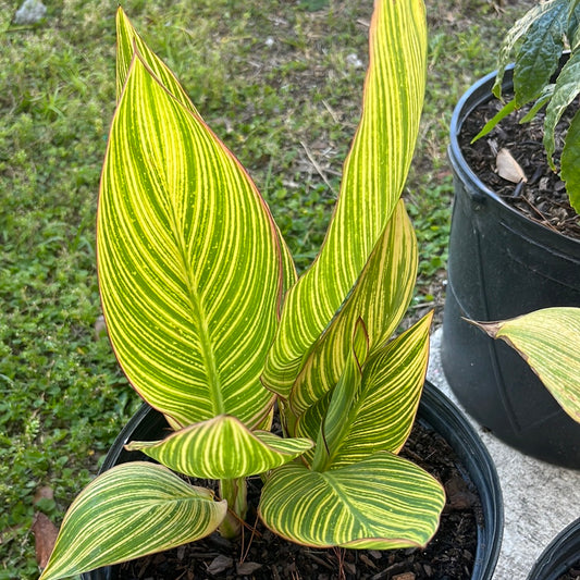 3 GAL CANNA LILY