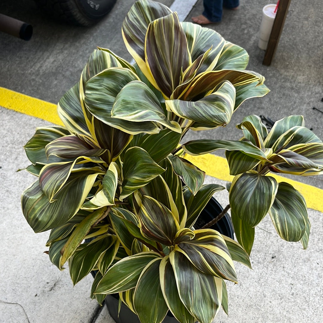 CHOCOLATE QUEEN PLANT