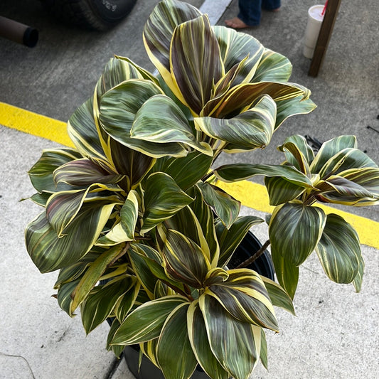 CHOCOLATE QUEEN PLANT