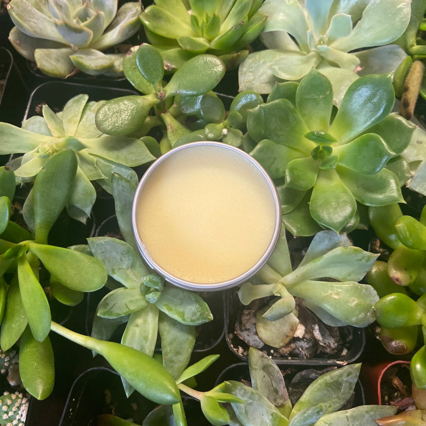 NATURAL LIP BALM