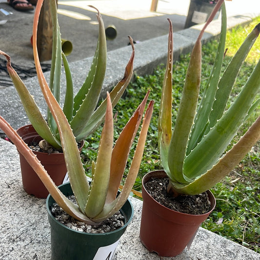 ALOE