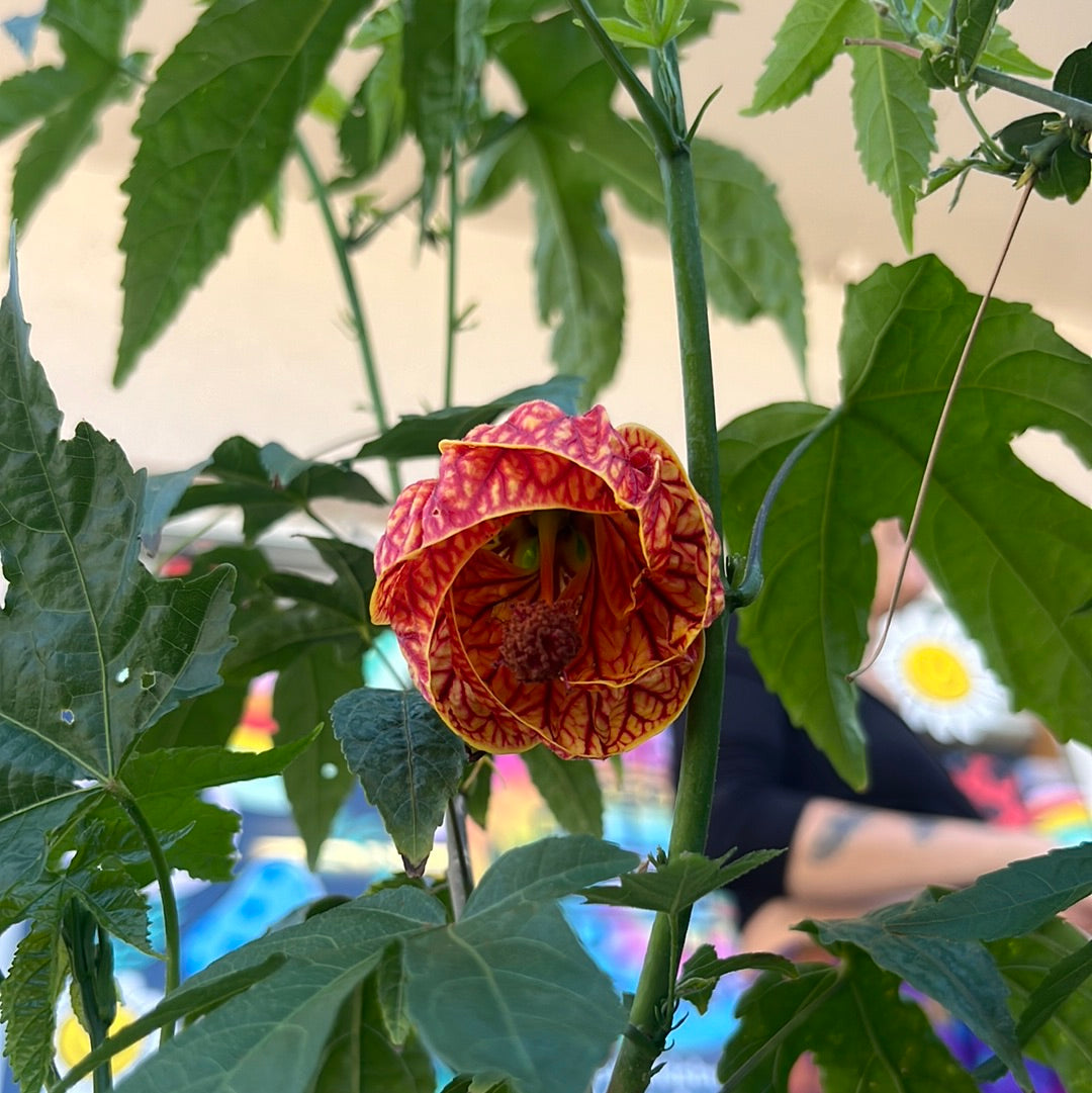 5GAL CHINESE LANTERNS