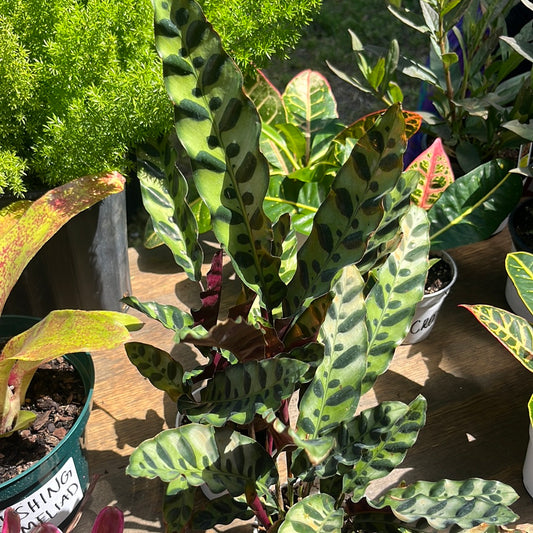 RATTLESNAKE PLANT