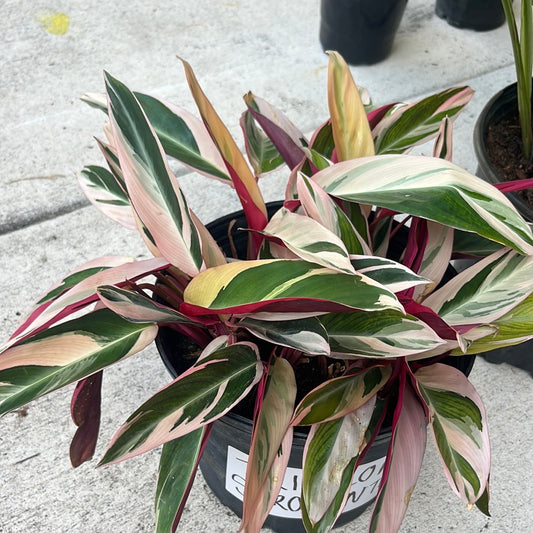 TRICOLOR STROMANTHE