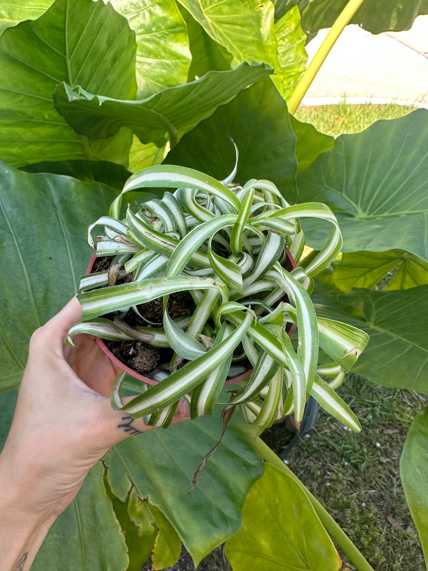 4” SPIDER PLANT