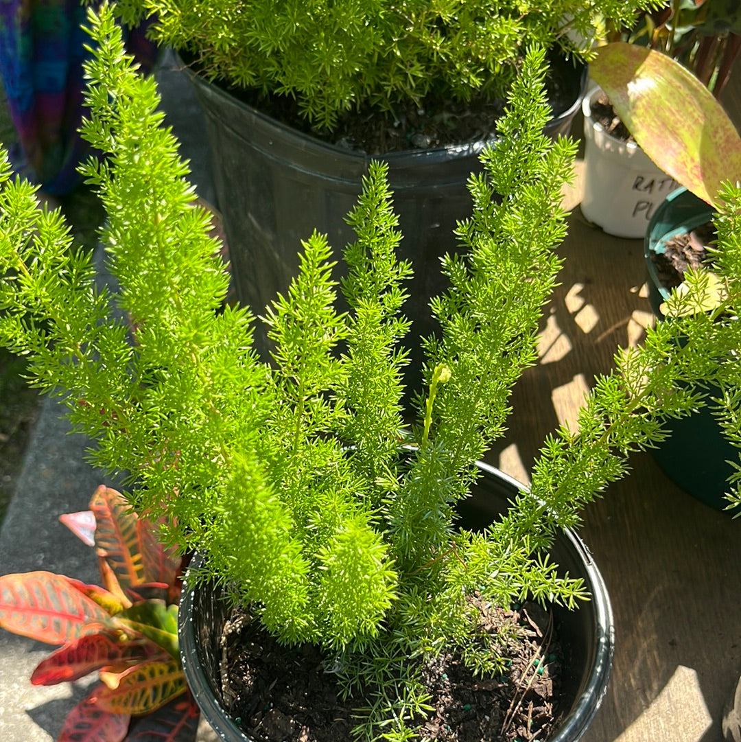 FOXTAIL FERN