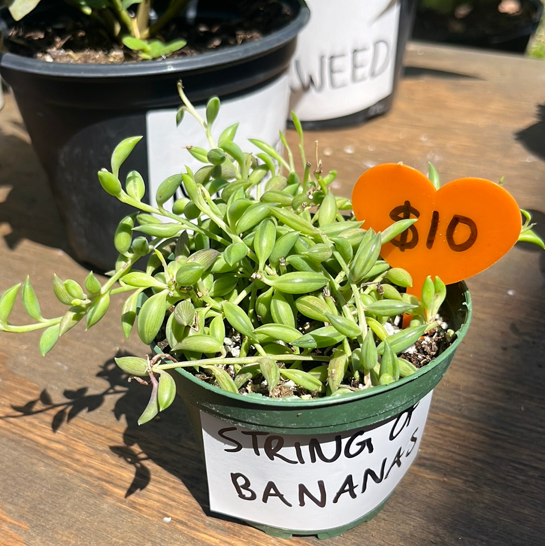 STRING OF BANANAS