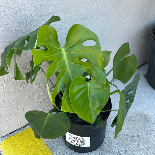 MONSTERA