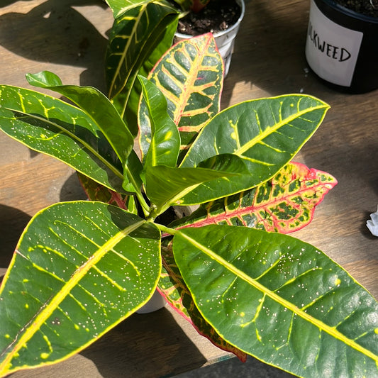 CROTON