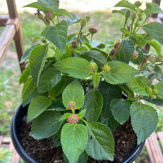 LANTANA