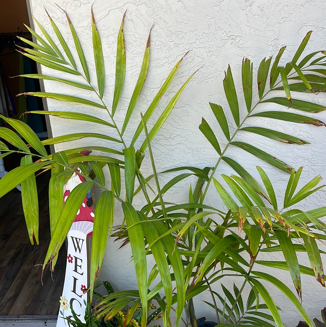 butterfly palm plants BUTTERFLY PALM – BUDDS BUS SHOP