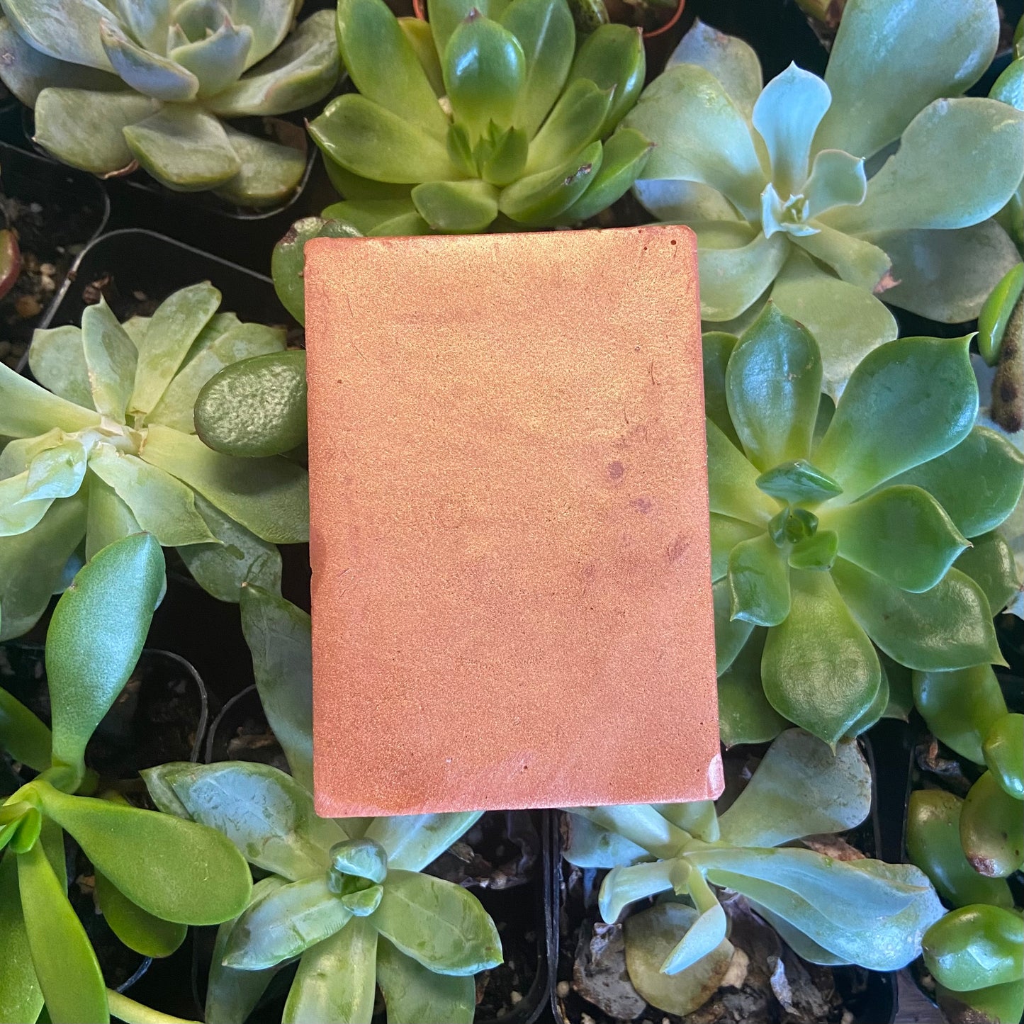 Sandalwood Soap