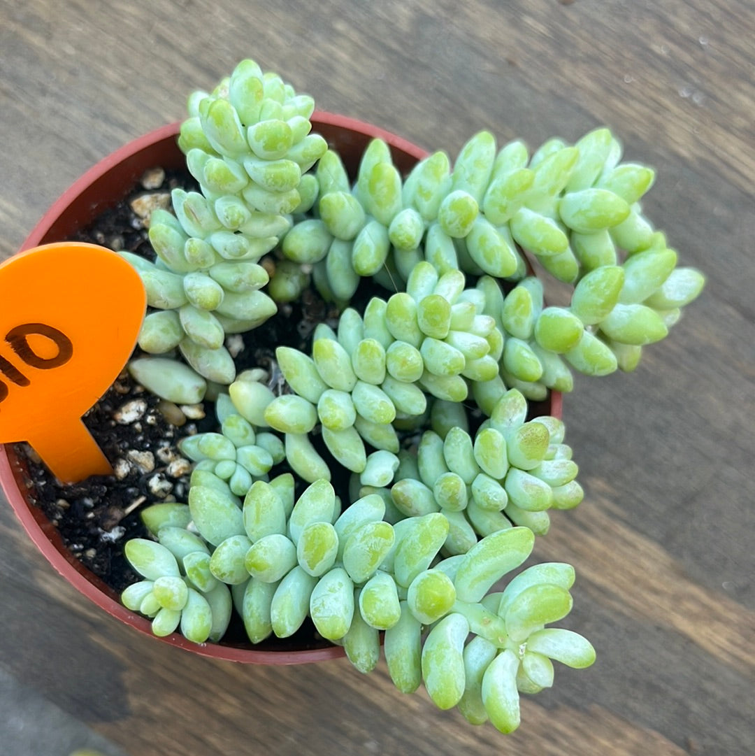 BABY BURROS TAIL