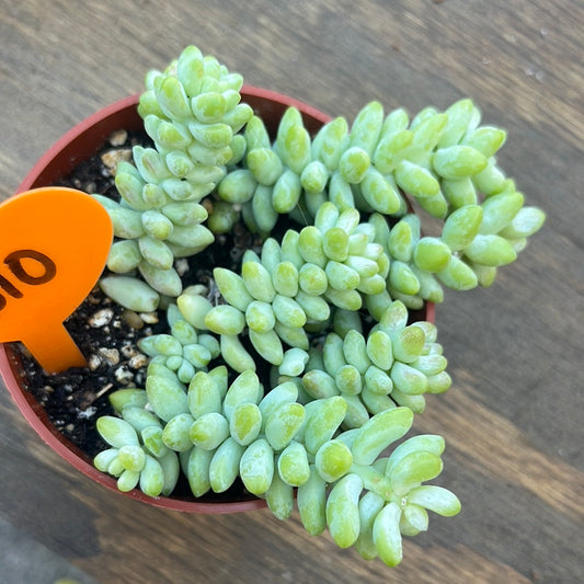 BABY BURROS TAIL
