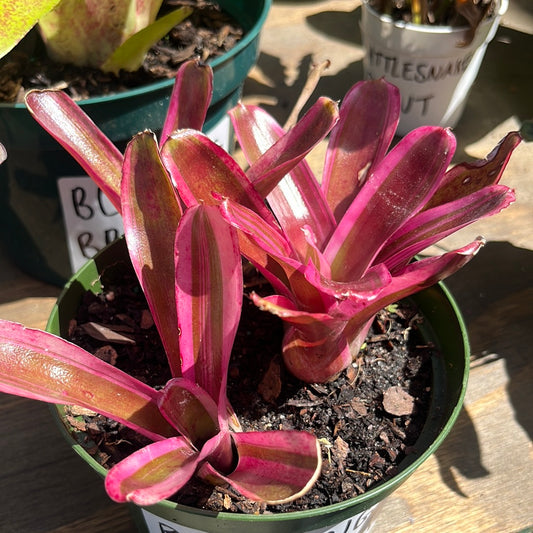 BLUSHING BROMELIAD
