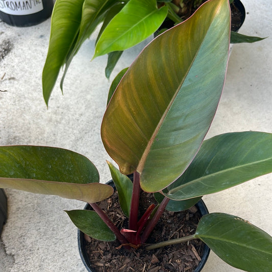 PHILODENDRON- IMPERIAL RED