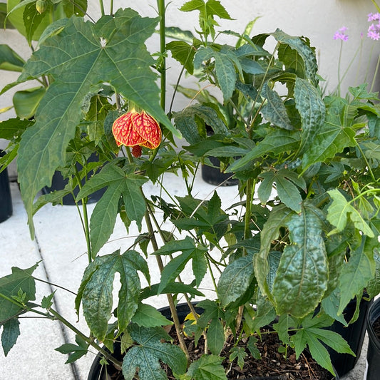 5GAL CHINESE LANTERNS