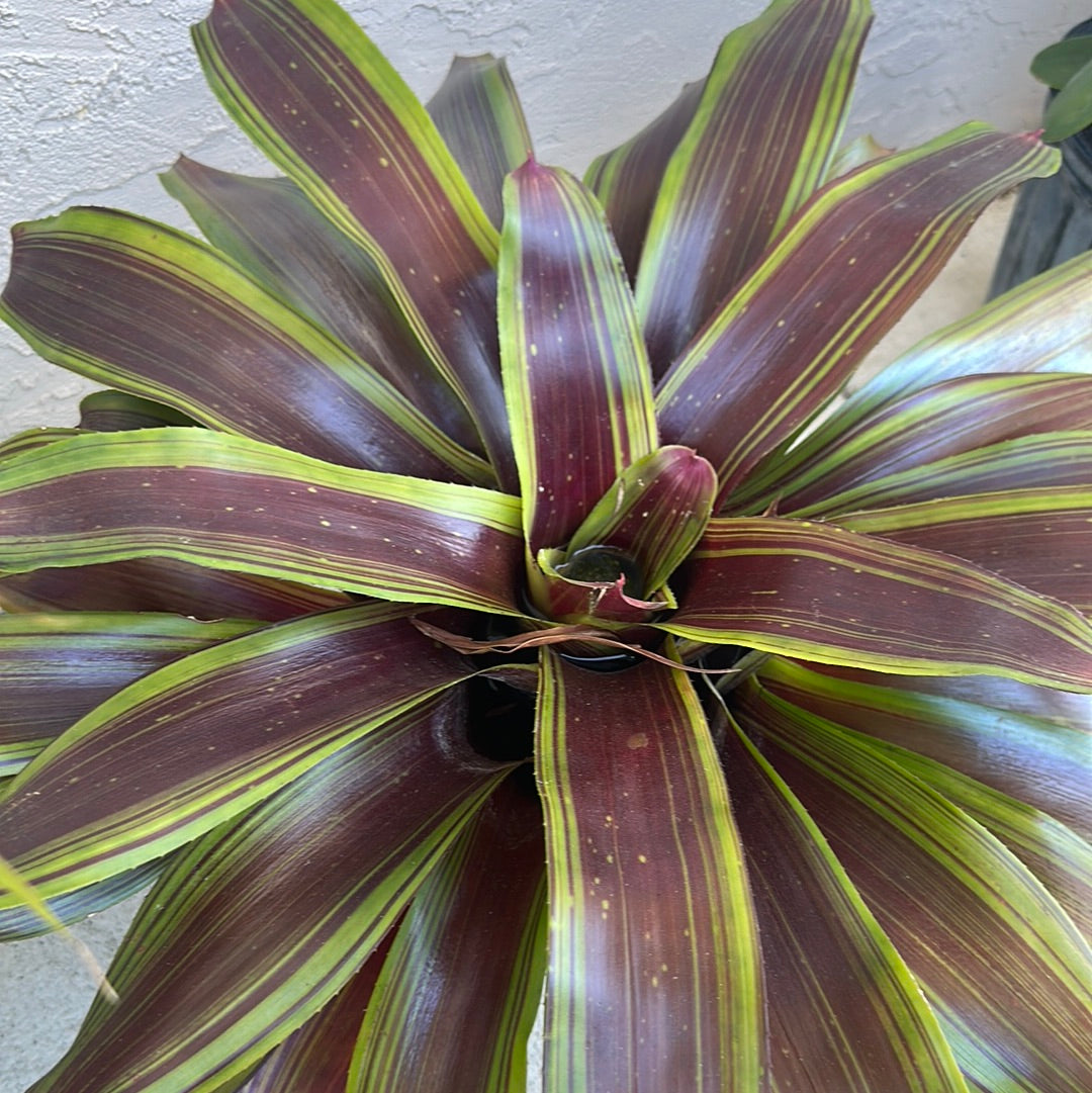 BLUSHING BROMELIAD