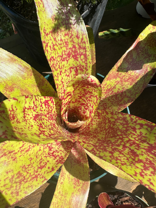 BLUSHING BROMELIAD